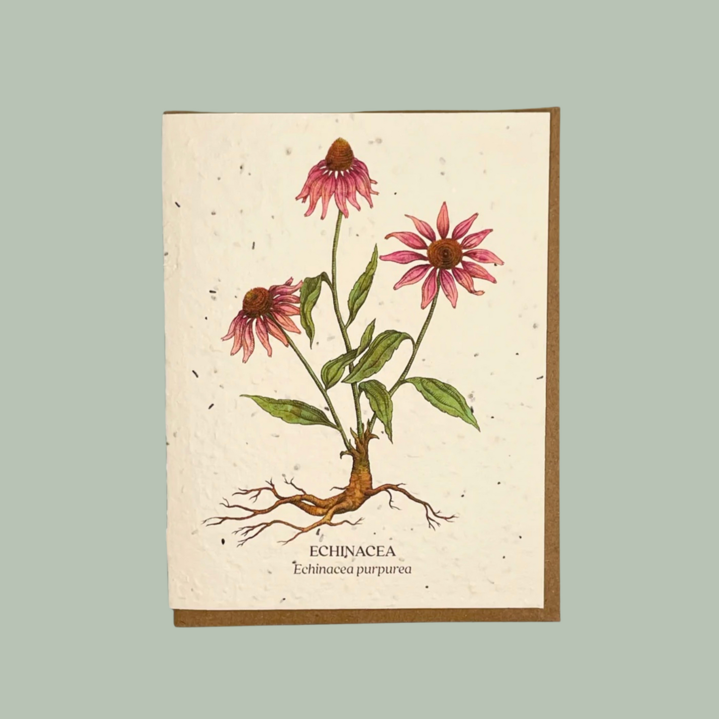 Echinacea Seed Card