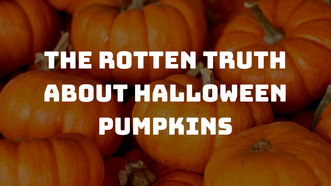 The Rotten Truth About Halloween Pumpkins