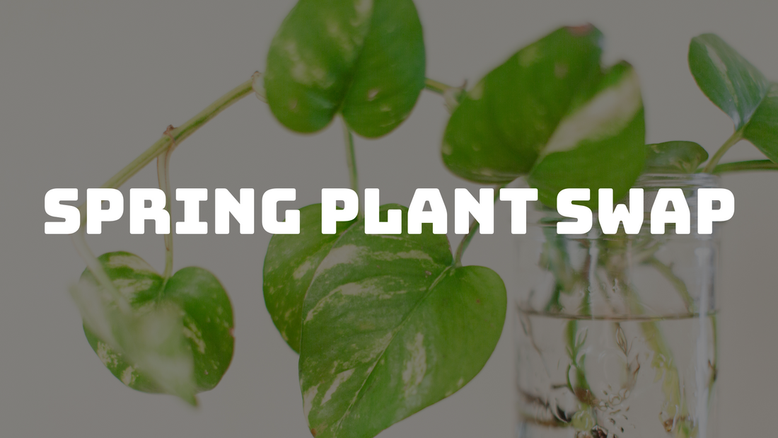 Spring Plant Swap; April 26